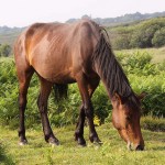 3690683323_2f0f892bb4_z