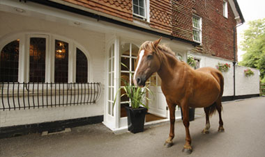 T1_Ponies-roaming-free-past-the-entrance.ashx