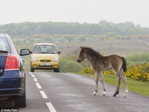 article-2211461-14F0916D000005DC-319_634x478